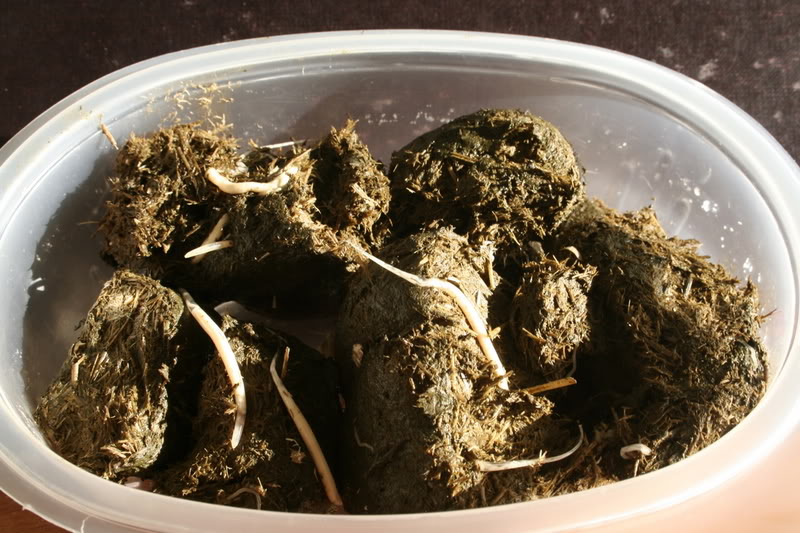 Horse Showing Mom Pinworms what are they?